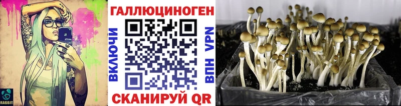 Псилоцибиновые грибы Psilocybine cubensis  Канск 